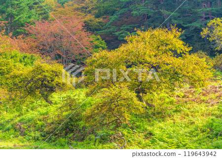 [Nagano Prefecture] Ono's Weeping Chestnut Grove - Autumn Scenery 119643942