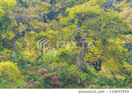 [長野縣]秋天的小野垂淚九里棲息地 119643949