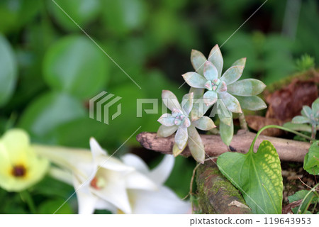 多肉植物 Echeveria Sedum Senecio Serpens (Manpo) 119643953