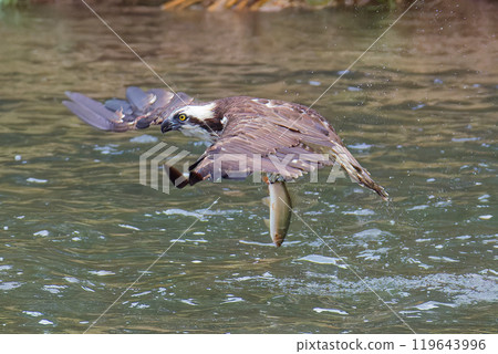 An osprey takes off after a successful hunt 119643996