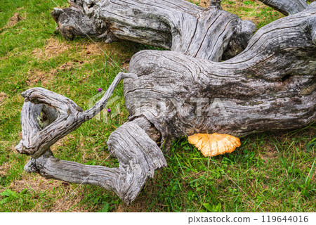 [長野縣] 小野的哭泣荒野 - 長有菇的古樹物體 119644016