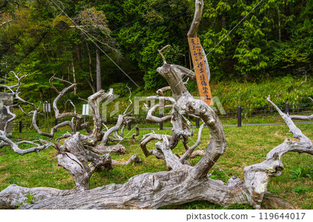 [Nagano Prefecture] Ono's Weeping Chestnut Grove - An object made of old wood 119644017