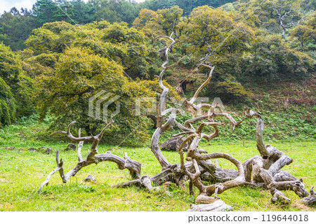 [Nagano Prefecture] Ono's Weeping Chestnut Grove - An object made of old wood 119644018