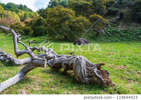 [Nagano Prefecture] Ono's Weeping Chestnut Grove - An object made of old wood 119644023