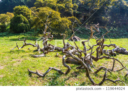 [Nagano Prefecture] Ono's Weeping Chestnut Grove - An object made of old wood 119644024