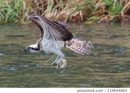 魚鷹叼著一條魚從河裡飛過 魚鷹叼著一條魚從河裡飛過 119644064