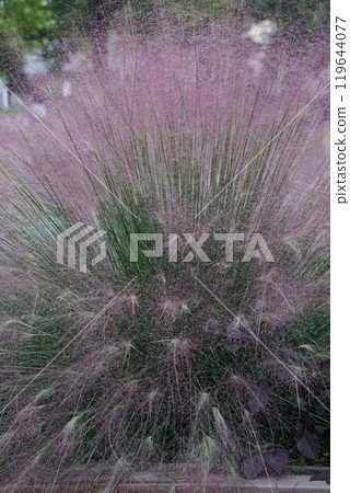 木倫貝耳 119644077