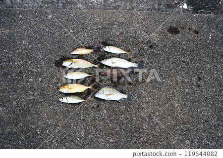 Pier fishing results: Sea bass, Japanese sea bass, horse mackerel, amberjack, red spotted grouper, Japanese sea bream Pier fishing results: Sea bass, Japanese sea bass, horse mackerel, amberjack, red spotted grouper, Japanese sea bream 119644082