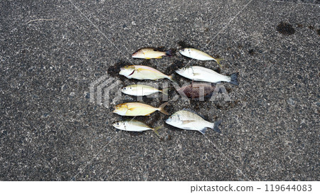 Pier fishing results: Sea bass, Japanese sea bass, horse mackerel, amberjack, red spotted grouper, Japanese sea bream Pier fishing results: Sea bass, Japanese sea bass, horse mackerel, amberjack, red spotted grouper, Japanese sea bream 119644083