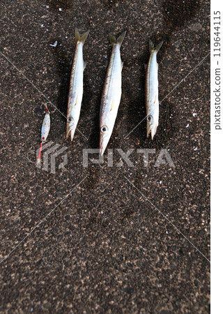 Pier fishing, barracuda 119644115