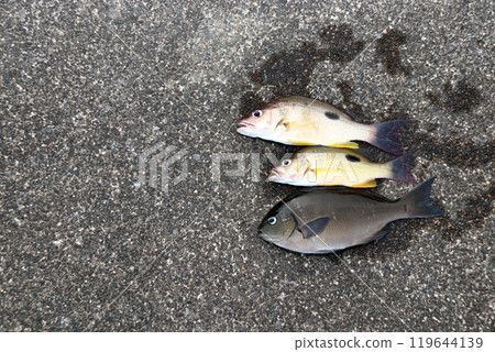 Pier fishing results: Black spotted snapper, gray mullet, and black porgy Pier fishing results: Black spotted snapper, gray mullet, and black porgy 119644139