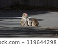 A couple of Japanese macaques grooming each other on the street 119644298
