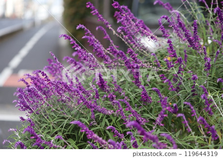 Purple Salvia leucantha flowers blooming in autumn park 119644319