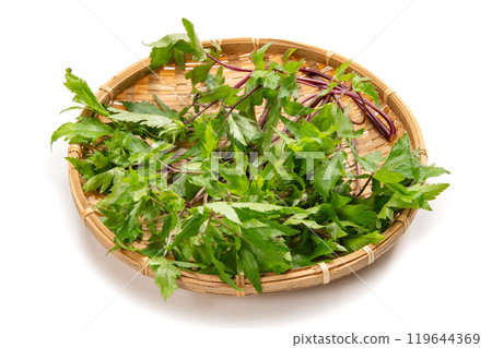 Yamato Angelica Leaf 119644369