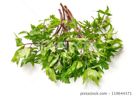 Yamato Angelica Leaf 119644371