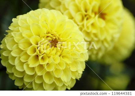 Japanese Dahlia 119644381
