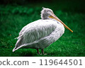 bird pelican resting 119644501
