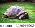 Elephant tortoise on grass 119644502
