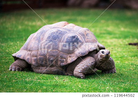 Elephant tortoise on grass Elephant tortoise on grass 119644502