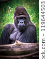 male of gorilla 119644503