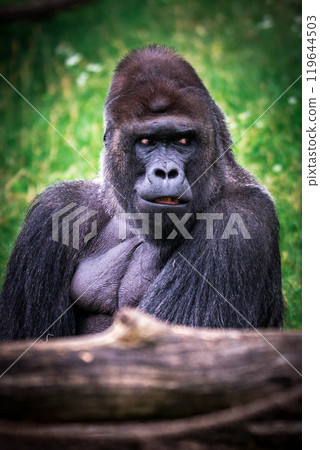 male of gorilla male of gorilla 119644503