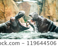 hippos fighting in the water 119644506
