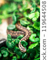snake viper on grass 119644508