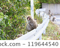 Wild Japanese macaques sunbathing on a guardrail 119644540