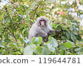 Wild Japanese monkeys talking to you from the treetops 119644781