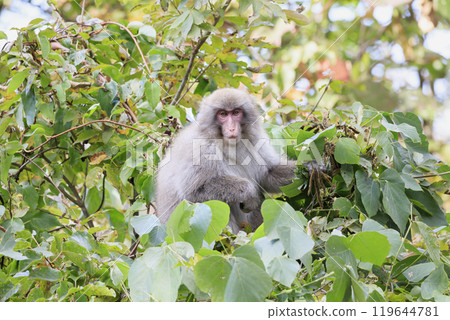 一隻野生日本獼猴在樹頂上與您說話。 119644781