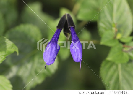 Salvia guaranitica (medicinalis) flowers blooming in autumn garden park Salvia guaranitica (medicinalis) flowers blooming in autumn garden park 119644953