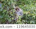 A young wild Japanese macaque staring at us from the top of a tree 119645030
