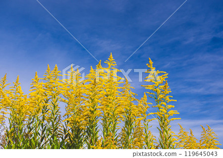 Solidago altissima in full bloom and insects swarming around the flowers Solidago altissima in full bloom and insects swarming around the flowers 119645043