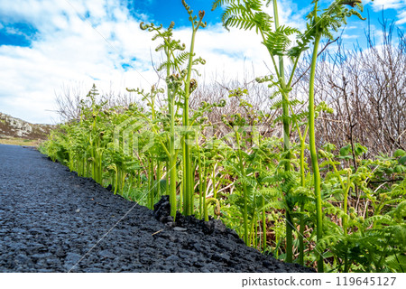 Fern breaking through tarmac in Ireland 119645127