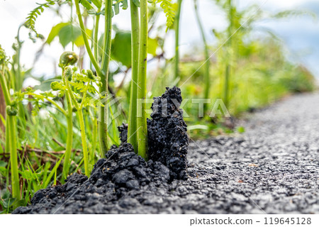 Fern breaking through tarmac in Ireland 119645128