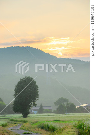 [Sunrise] A single tree and a buckwheat field [Omachi City] 119645192