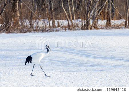 Cranberries Cranberries 119645428