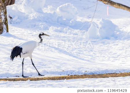 Cranberries Cranberries 119645429