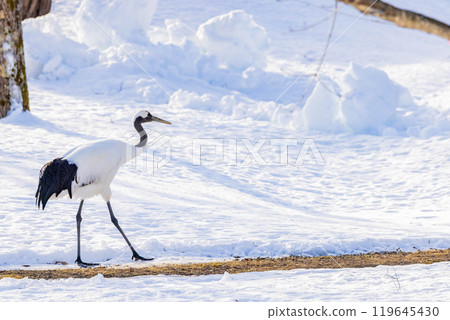 Cranberries 119645430