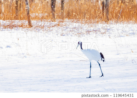 Cranberries Cranberries 119645431