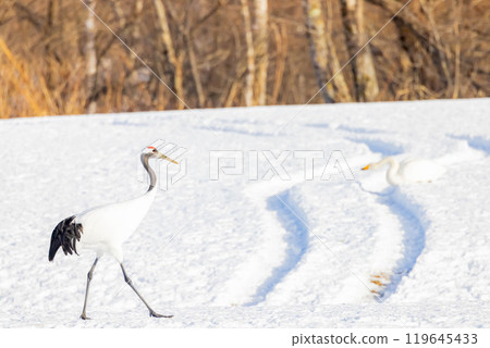 Cranberries 119645433