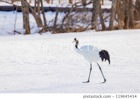 Cranberries 119645434