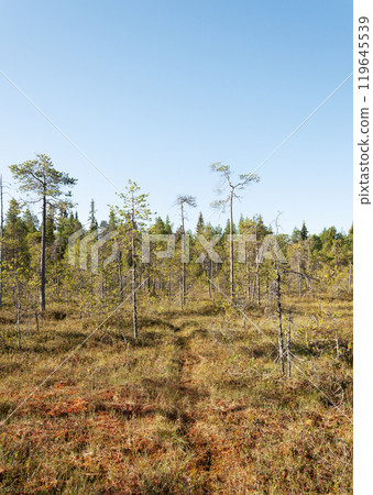 Forest tundra in northern Russia Forest tundra in northern Russia 119645539