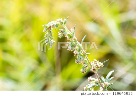 Wormwood 119645935