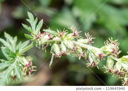 Wormwood 119645940