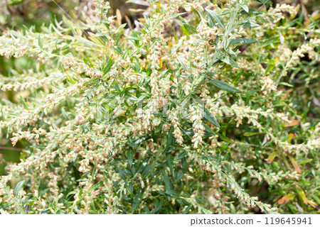 艾蒿 艾蒿 119645941