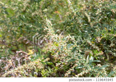 Wormwood 119645945