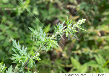 Wormwood 119645946