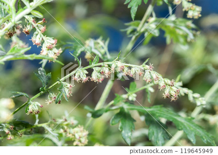 Wormwood 119645949