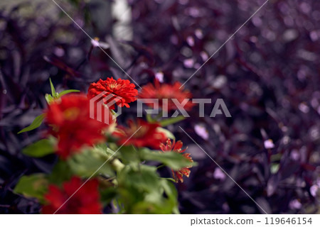 Red flowering plant Red flowering plant 119646154